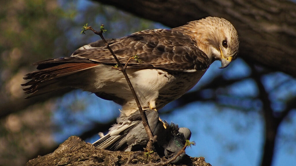 Red-tailed Hawk perched on tree