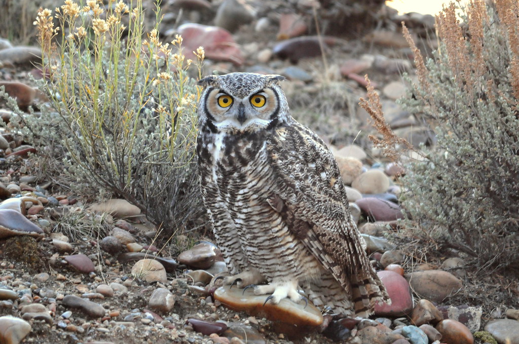 A great horned owl stares forward with yellow eyes amidst rocks.