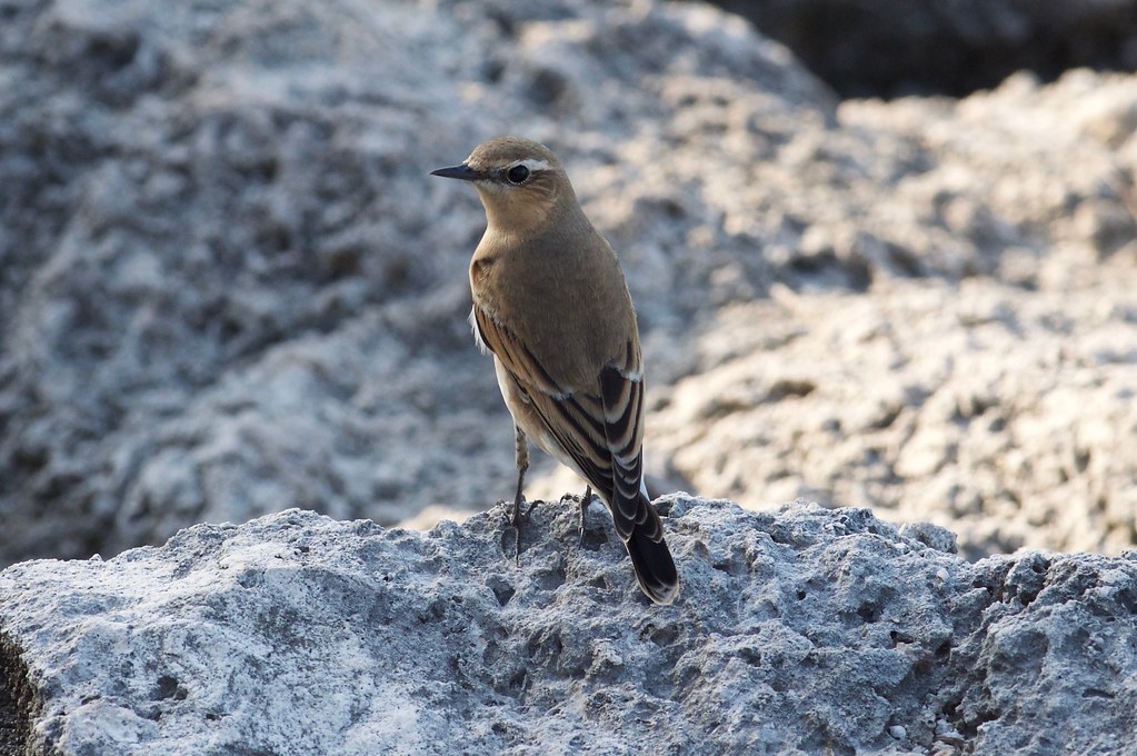 A Northern Wheatear perches on a light-colored, rocky surface.