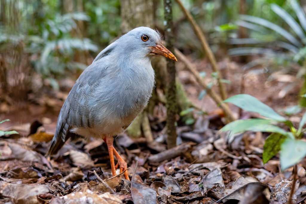 A Kagu with grey-blue plumage, a crest, and orange-red legs stands on a forest floor.