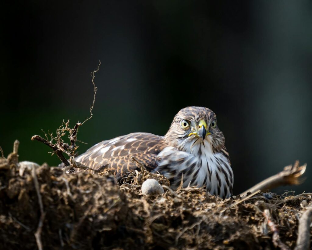 A Cooper's Hawk with striped plumage sits in its nest.