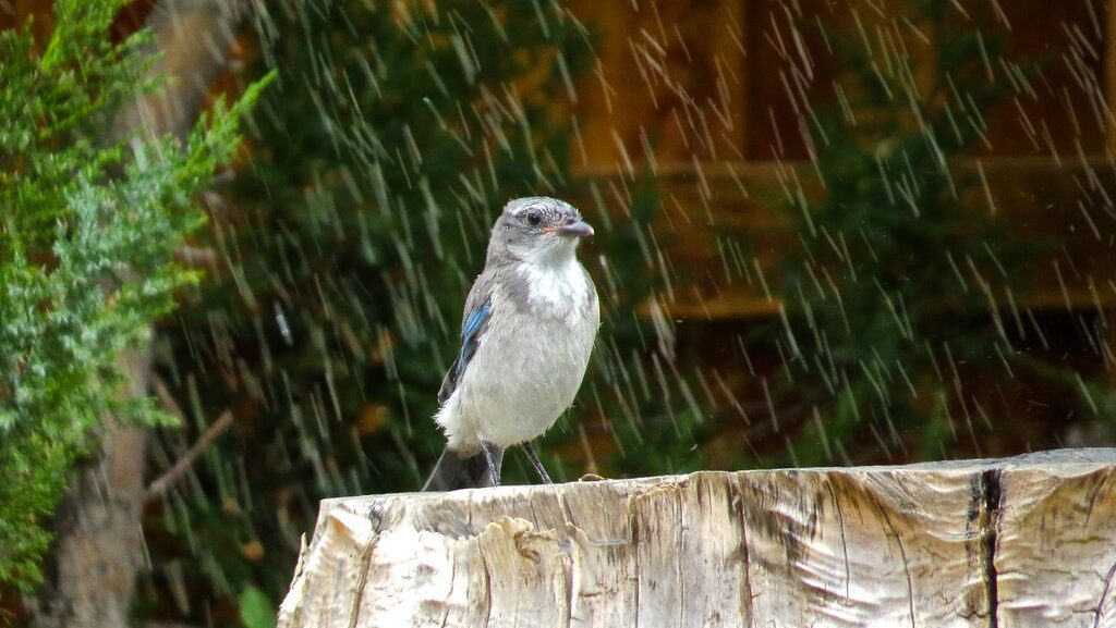 California Scrub Jay perched on a cut log with water droplets from a sprinkler nearby