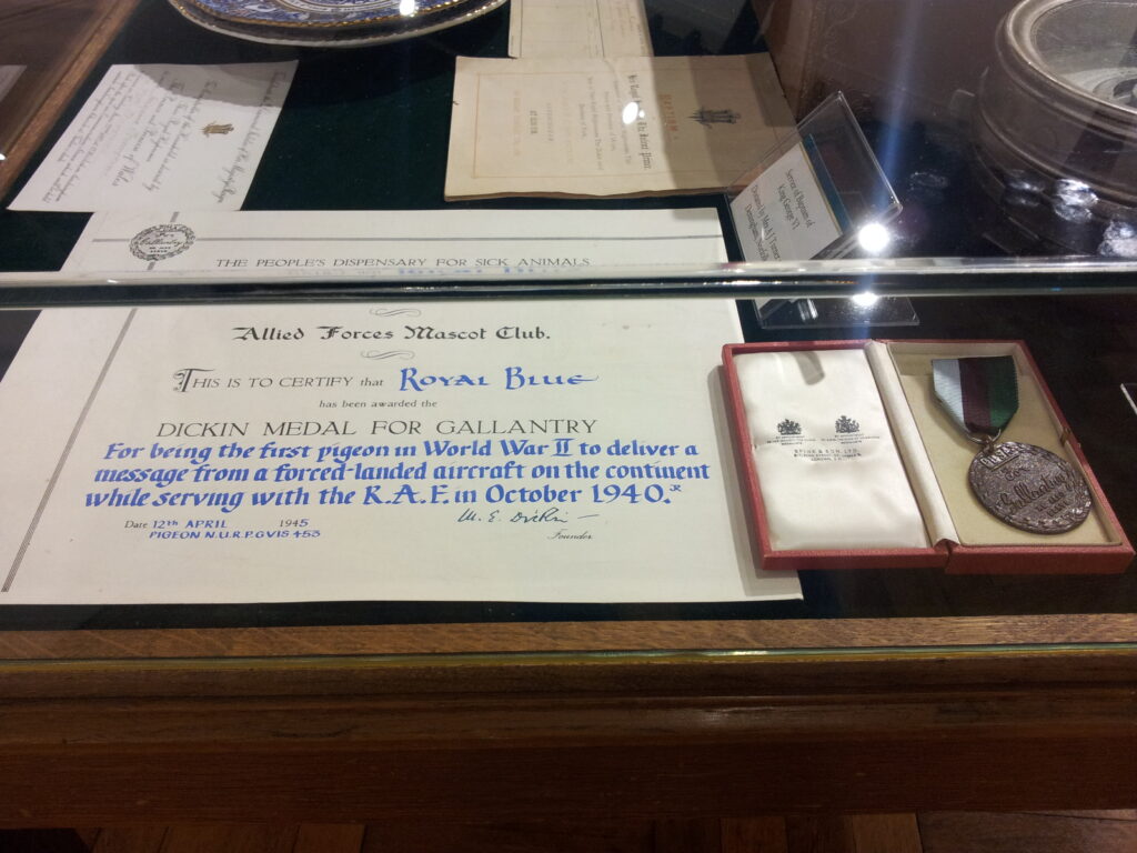 A display case holds a Dickin Medal and a certificate for Royal Blue, a WWII pigeon.