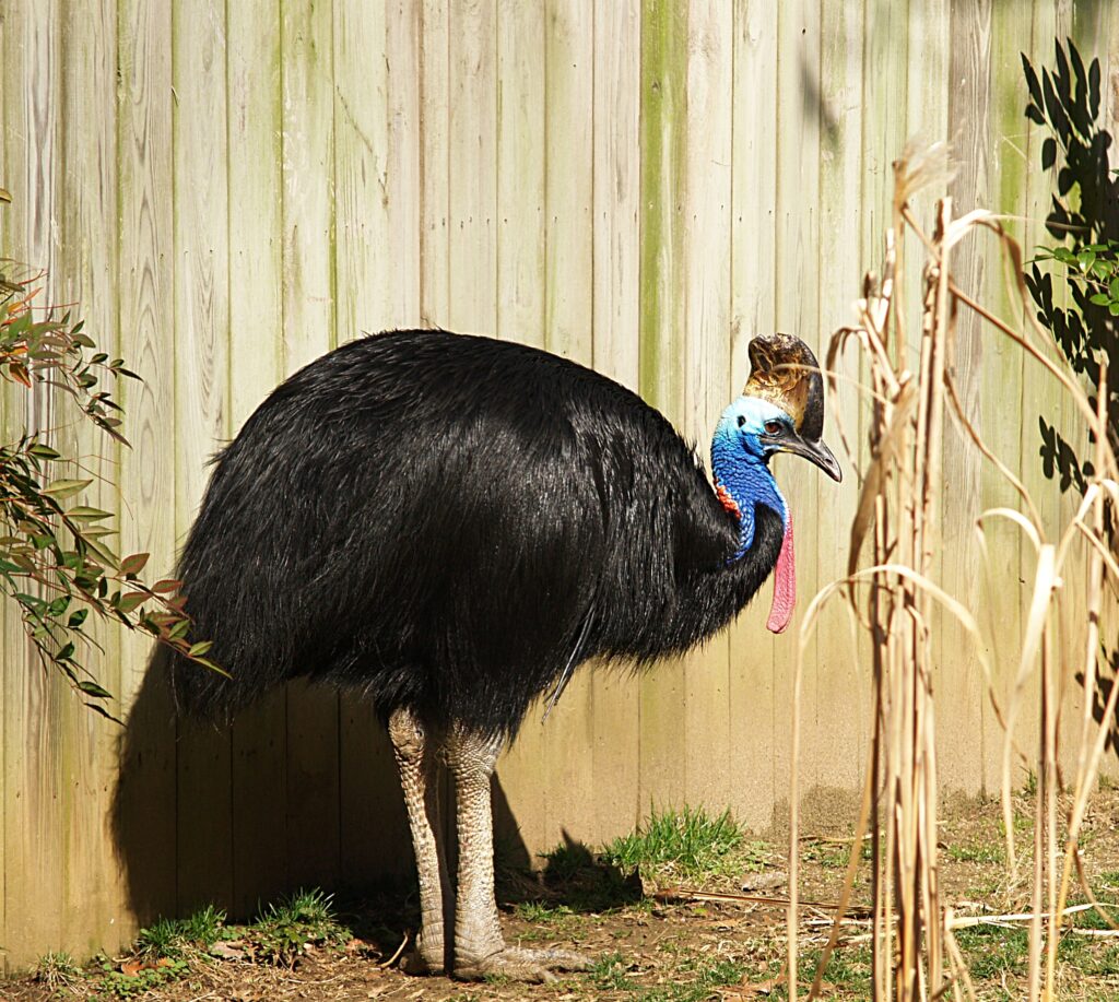 A Cassowary stands by a fence, showing its black feathers, casque, and vibrant neck colors.