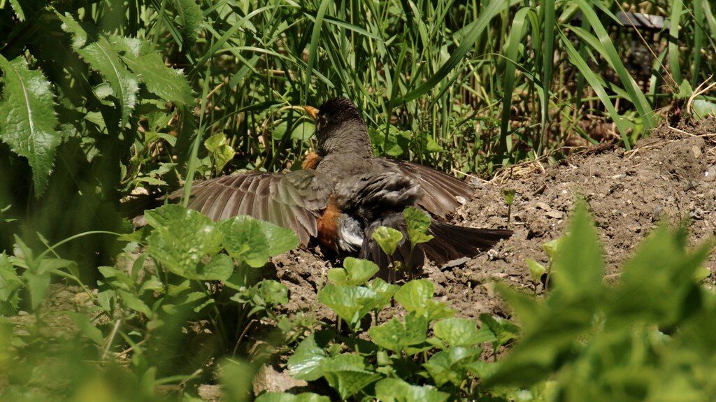 American Robin taking a dust bath in dry soil on a sunny day