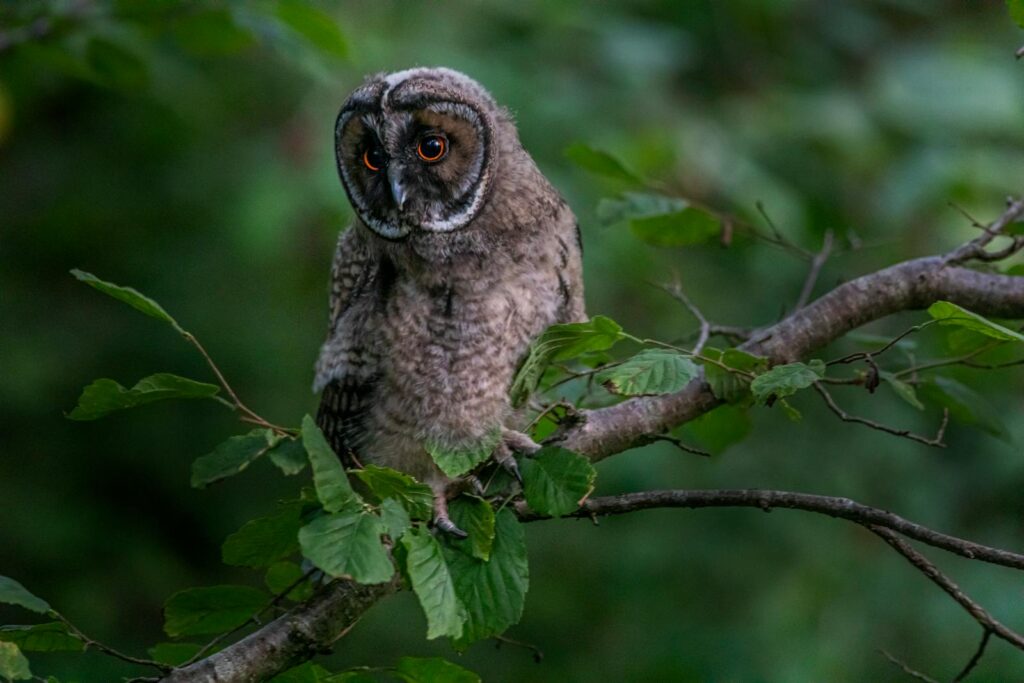 Close-up of a long-eared owl perched on a tree branch in a forest setting.