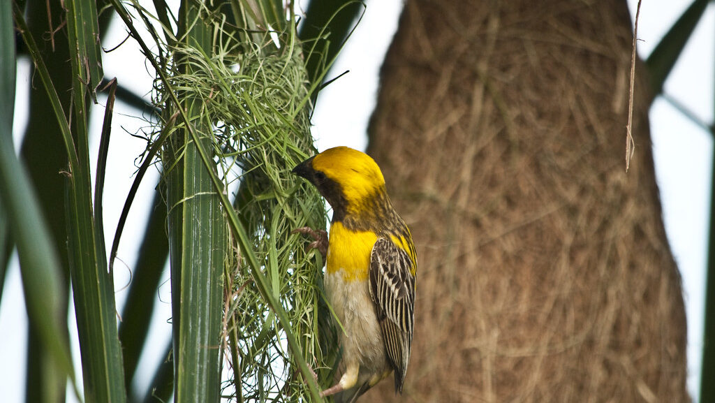 A Baya Weaver works on its intricately woven nest, perched on a palm frond.