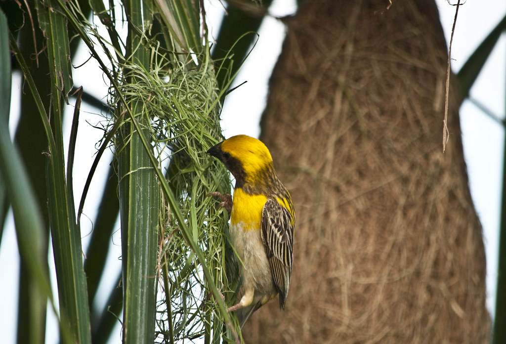 A Baya Weaver works on its intricately woven nest, perched on a palm frond.
