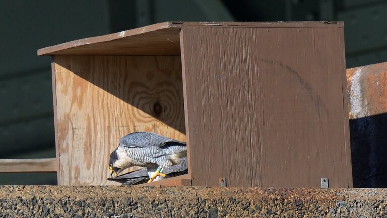 A sleek Peregrine Falcon with gray and white feathers attends to something inside a wooden nesting box.