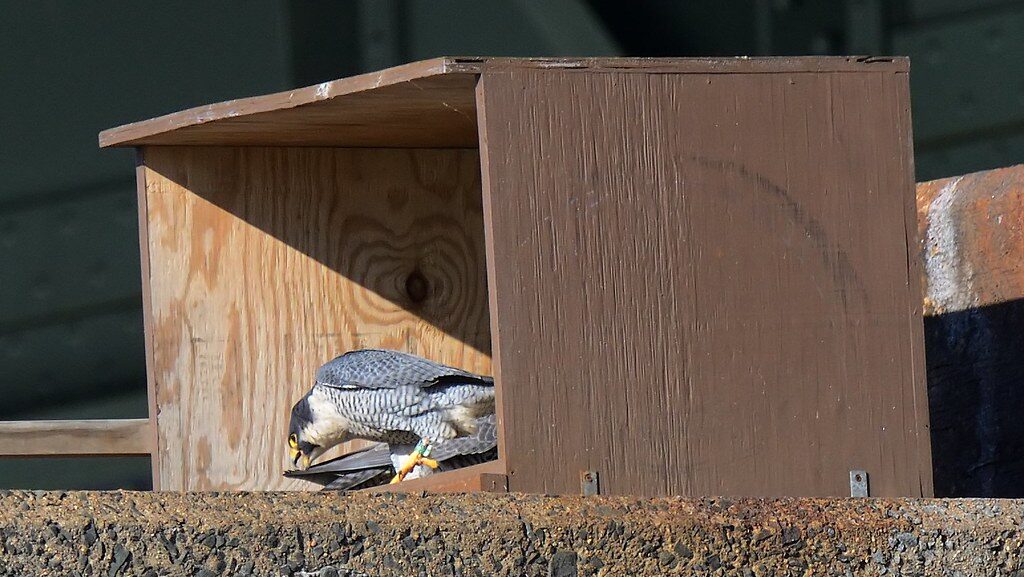 A sleek Peregrine Falcon with gray and white feathers attends to something inside a wooden nesting box.