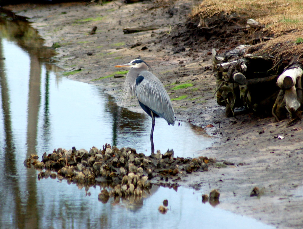 A great blue heron stands in shallow water next to a muddy bank.