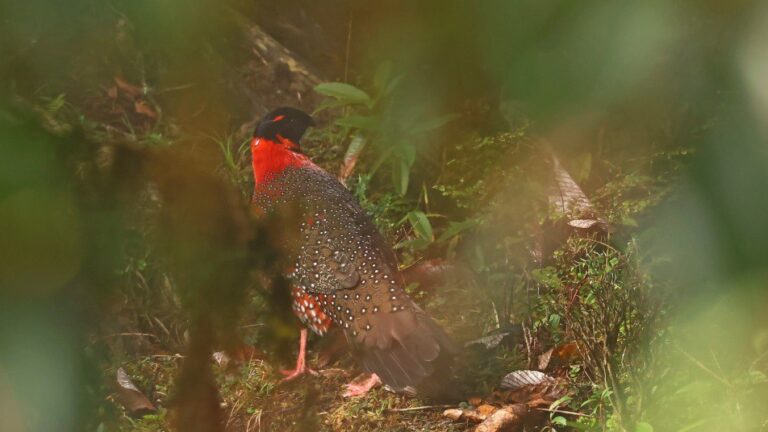 Satyr Tragopan bird seen through foreground foliage