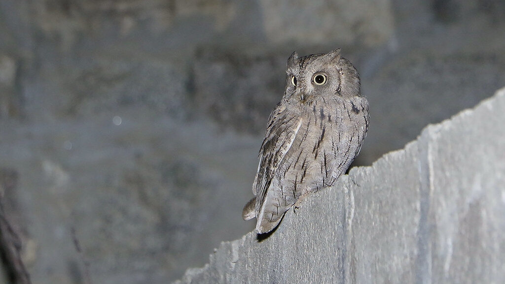 Pallid Scops-Owl perched on a concrete wall