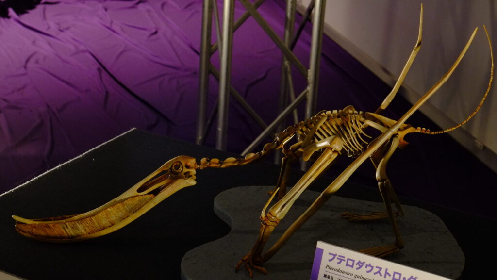 Pterodaustro skeleton exhibit on display at a museum in Japan