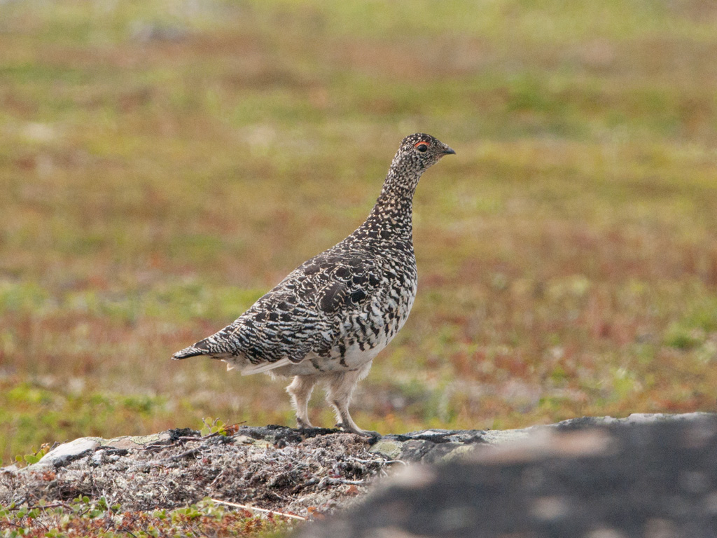 A Rock Ptarmigan in summer plumage stands on rocky ground.