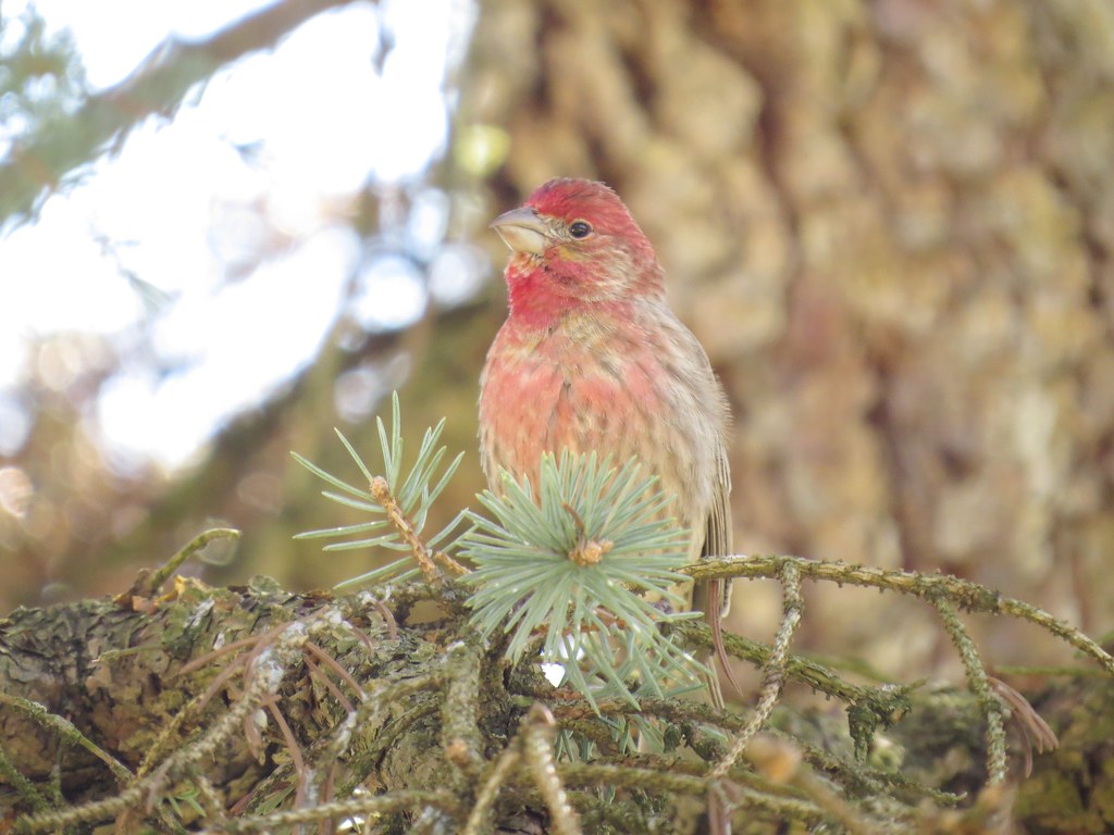 A small bird with reddish-pink plumage perches on a pine branch amidst green needles.