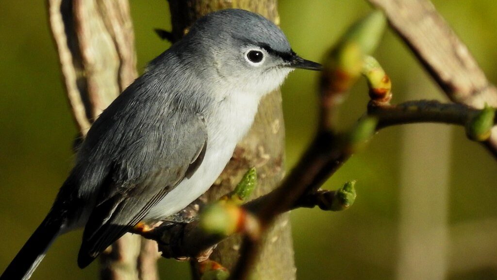 Blue-gray Gnatcatcher bird perched on a tree branch