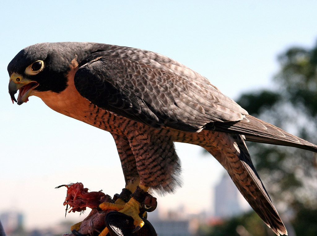 A Peregrine Falcon stands on a gloved hand, looking intently with its beak open.