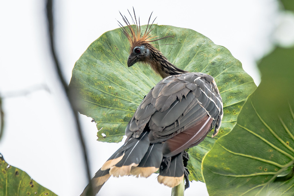 A Hoatzin bird with a spiky crest perches in front of a large, green leaf.