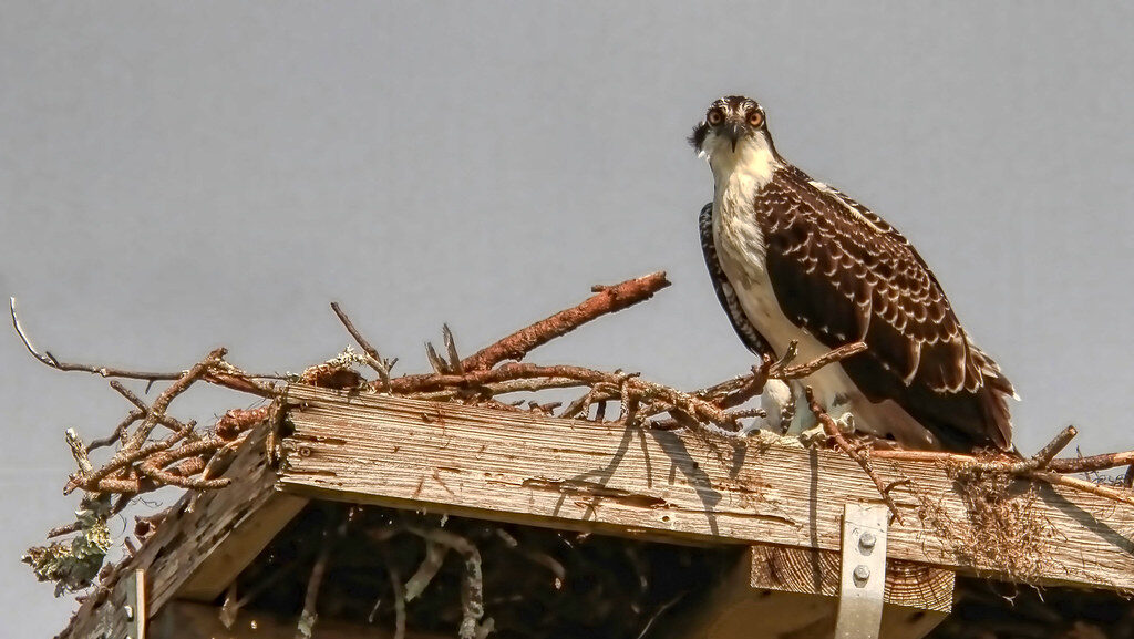 Female Osprey perched on her nest, guarding eggs or chicks