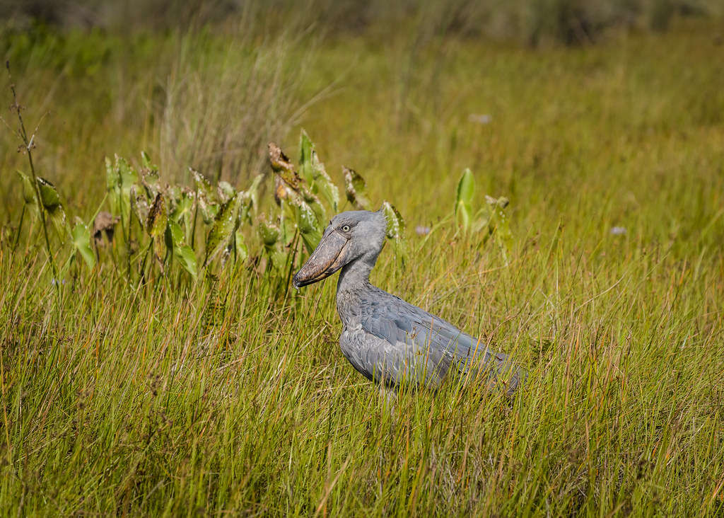 A Shoebill with grey plumage and a large bill stands in tall golden-green grass.