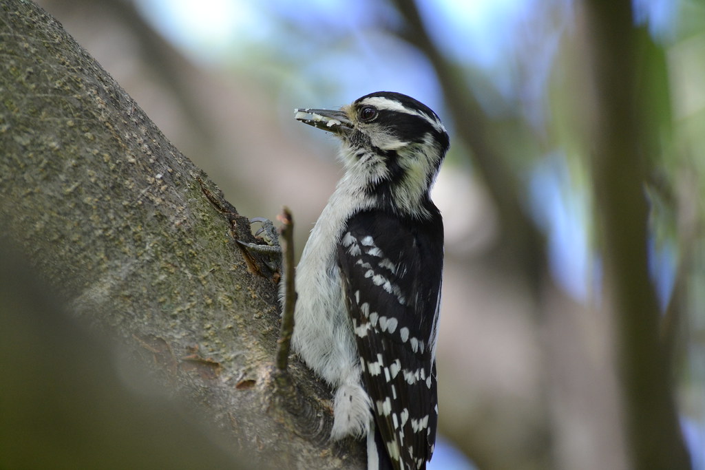 A downy woodpecker with black and white plumage clings to the side of a tree trunk.