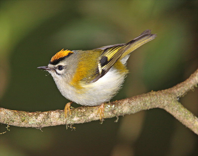 A Madeira Firecrest perches on a branch, showcasing its striking orange and black head stripe.