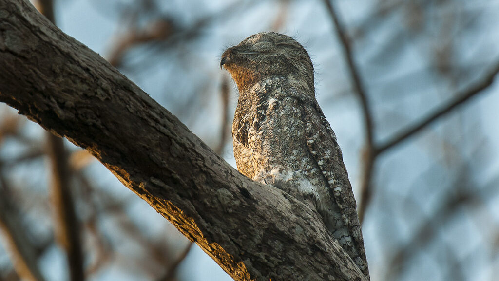 Potoo standing motionless on branch, mimicking tree stump
