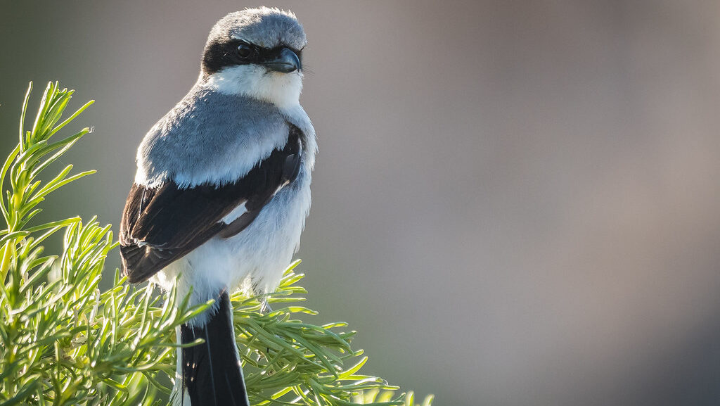 Loggerhead Shrike perched on top of a green shrub