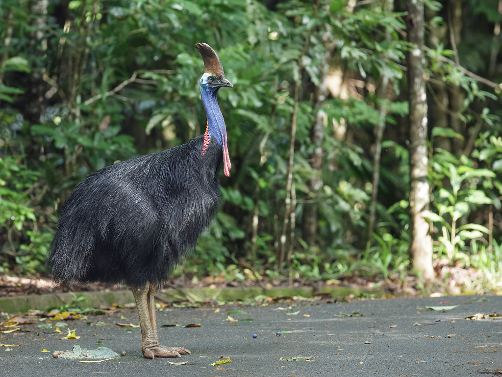A Southern Cassowary with a casque and colorful neck stands on a paved surface.