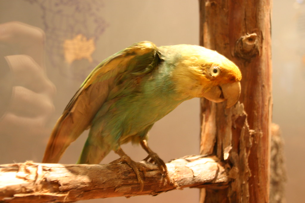 A taxidermied Carolina Parakeet, with green, yellow, and orange plumage, perches on a bare branch.