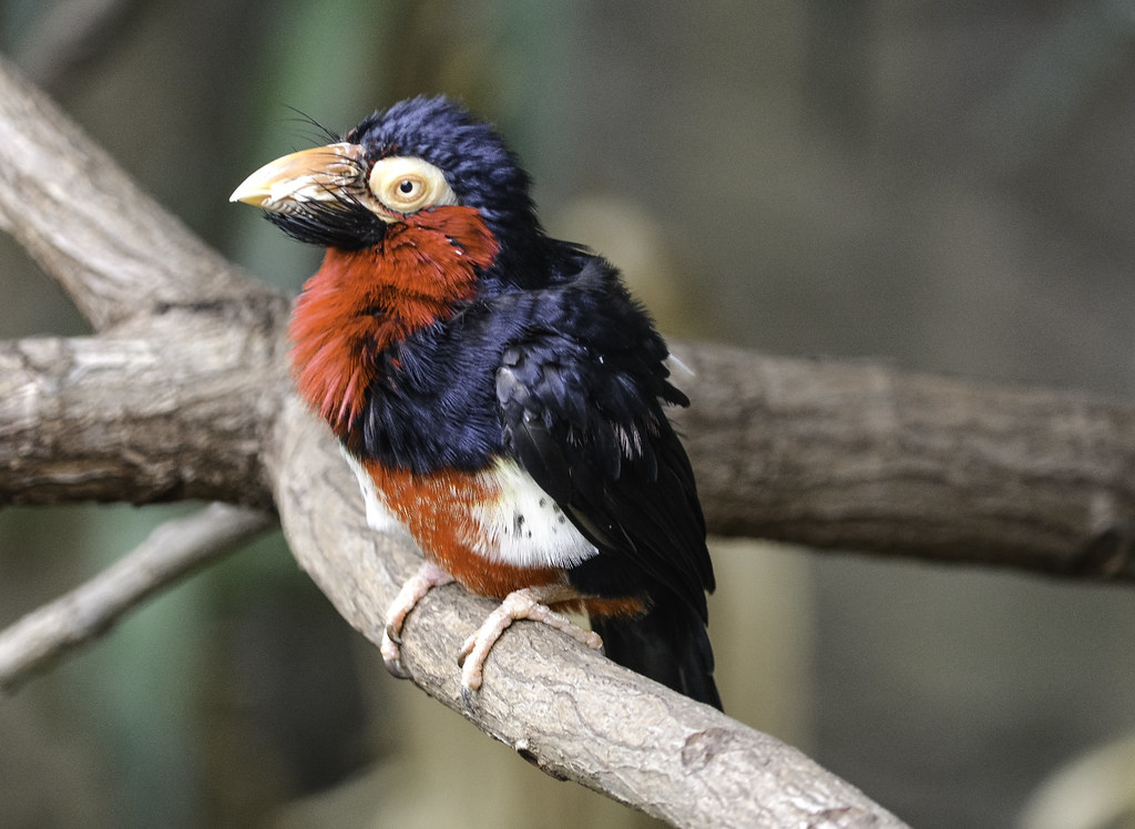 A colorful Bearded Barbet with red, black, and white plumage perches on a branch.