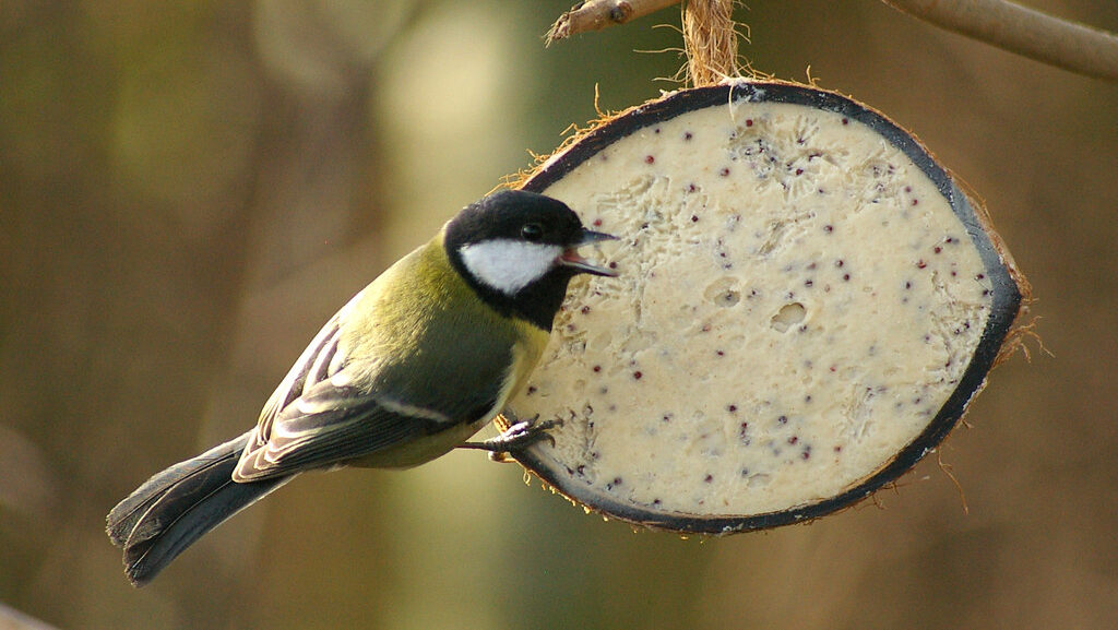 Great Tit bird perched on a coconut shell bird feeder