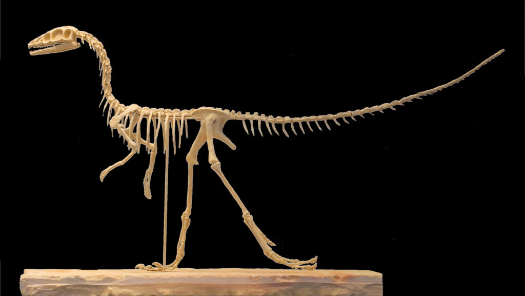 Mounted skeleton of Compsognathus longipes on display at the Bavarian State Collection for Paleontology and Geology in Munich