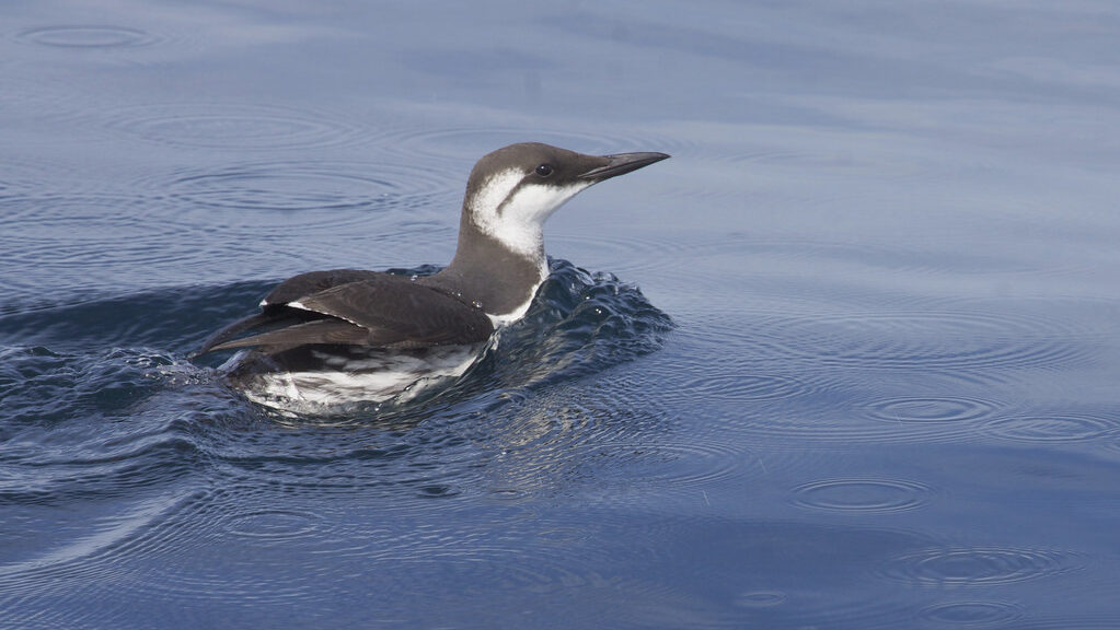 Common murre swimming calmly in ocean water