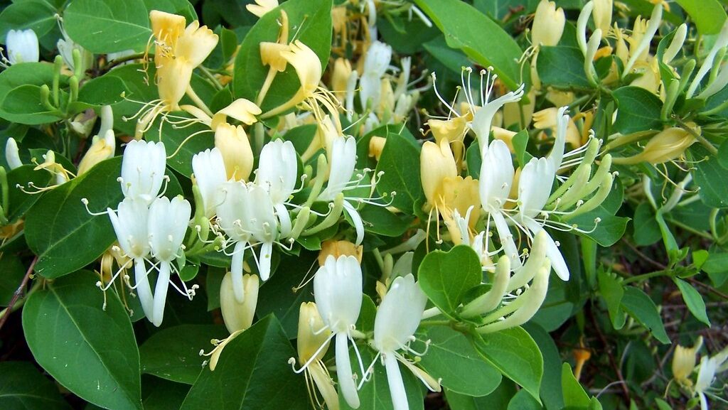 Blooming Japanese honeysuckle vine with white and yellow flowers