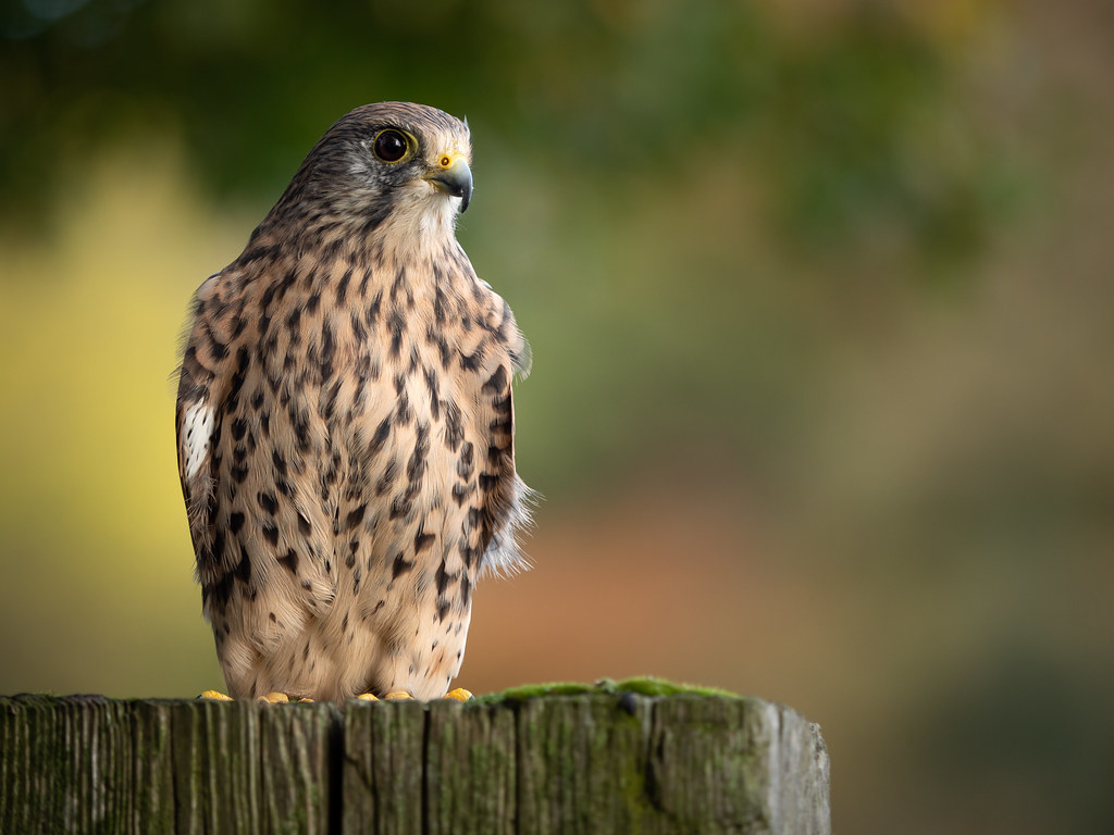 A common kestrel with speckled plumage stands on a wooden post.
