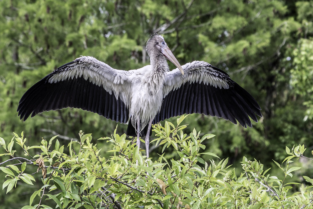 A majestic Wood Stork spreads its impressive wings atop a lush green tree.