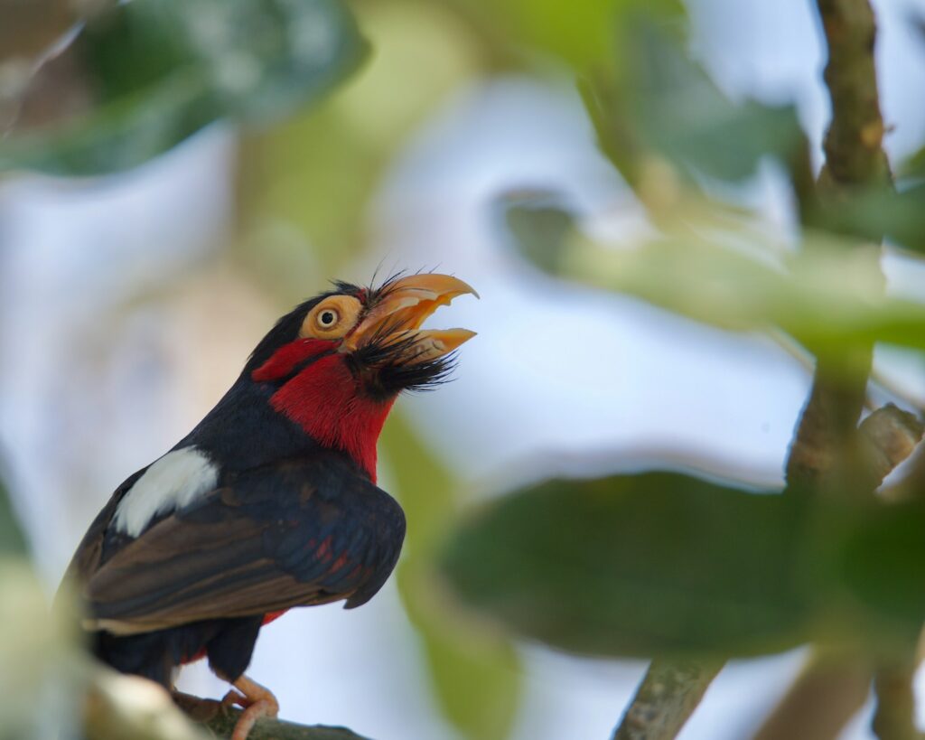A Bearded Barbet with red and black plumage perches on a branch with open beak.