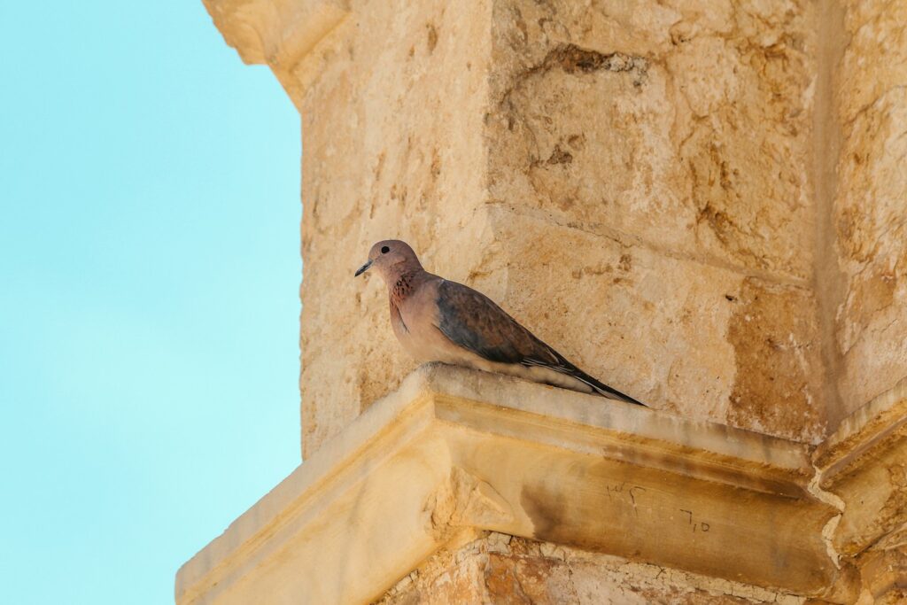 A laughing dove with soft brown and grey plumage perches on a stone ledge.