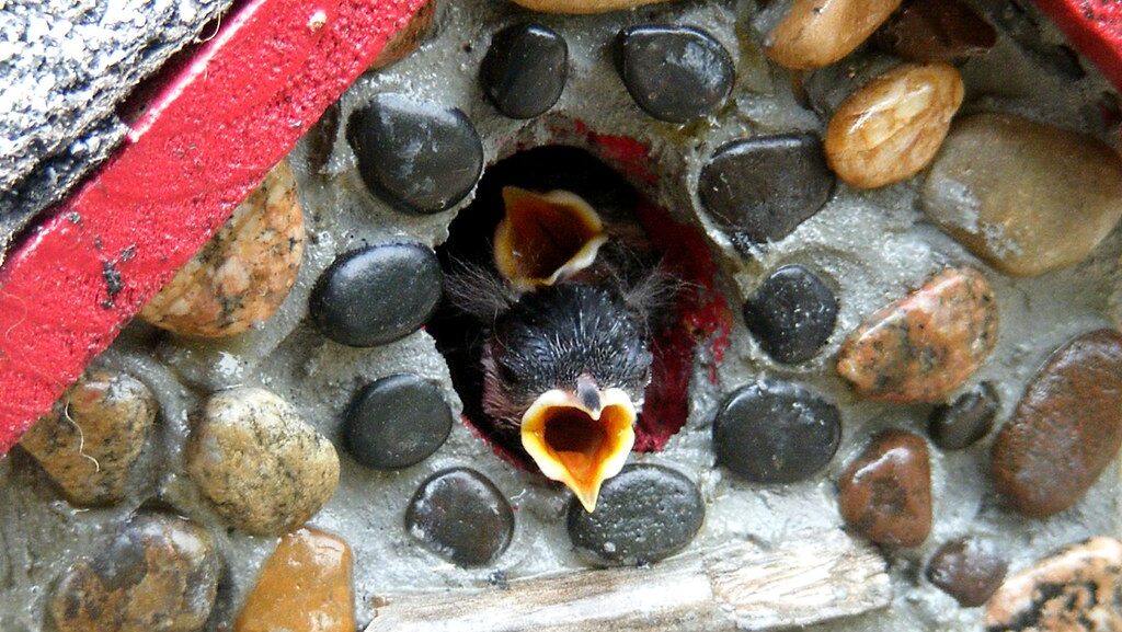 Chickadee chicks peeking out of a concrete nesting box