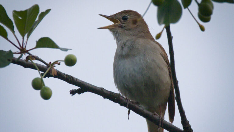 Common Nightingale singing while perched on a tree branch