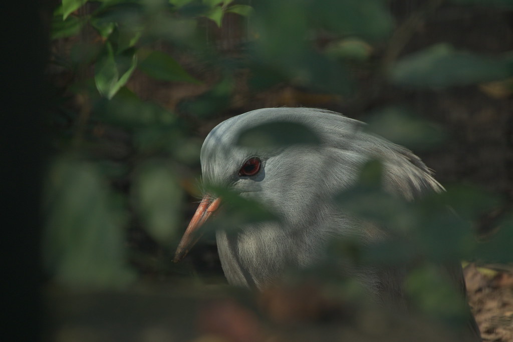 A light gray kagu with red eyes and an orange bill peeks through green foliage.