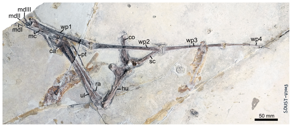 This image displays the fossilized remains of a Protoavis, revealing its skeletal structure with detailed bone labels.