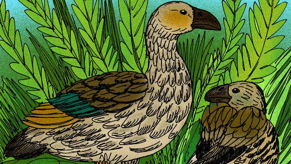Reconstruction of the extinct Maui Nui Moa-nalo