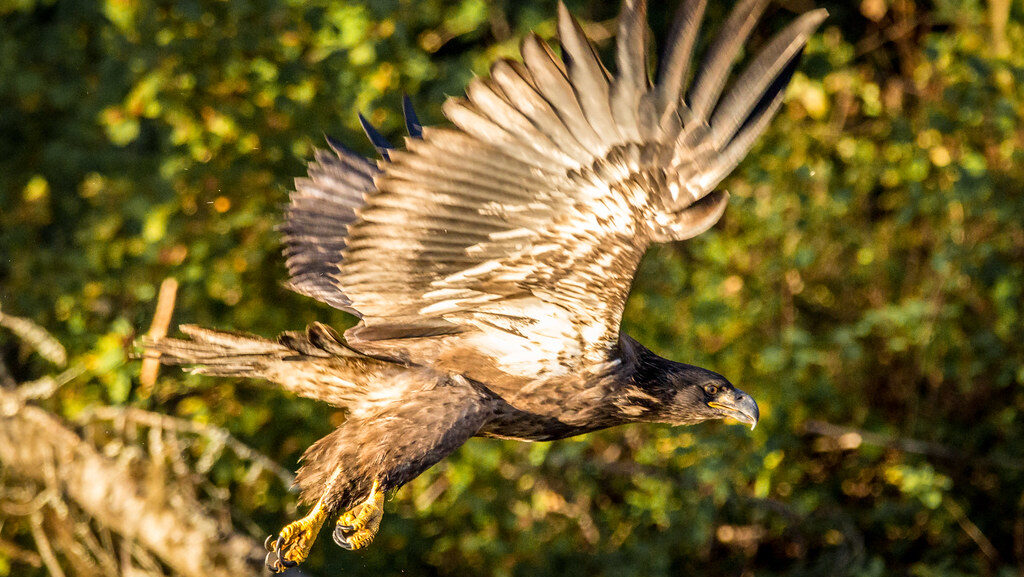Juvenile eagle in flight