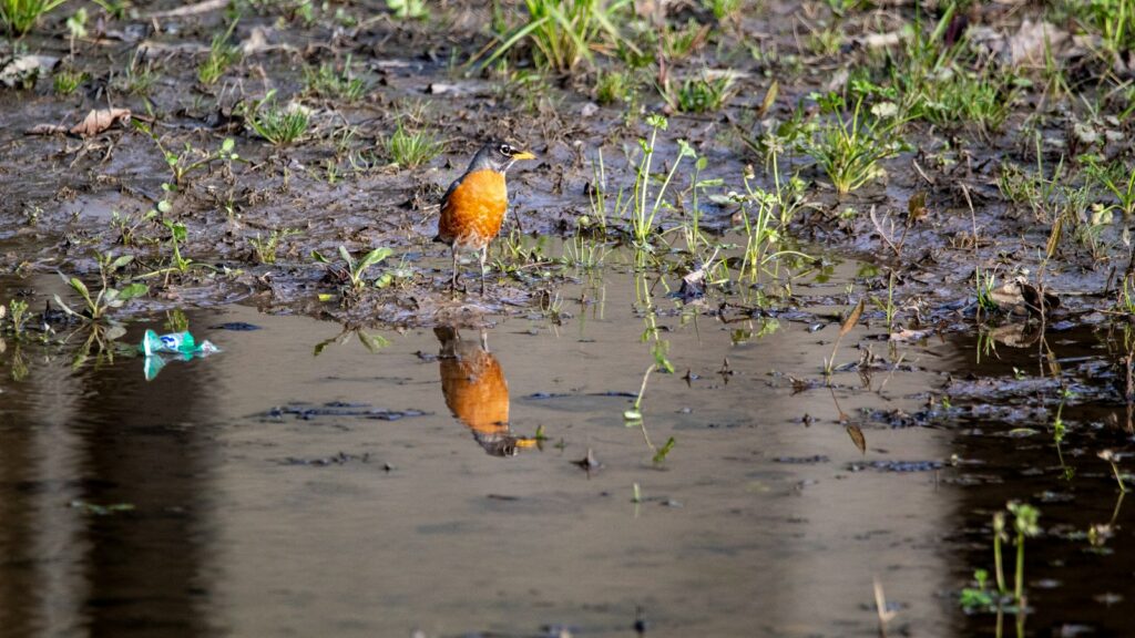 American Robin standing on wet, muddy ground near shallow murky water