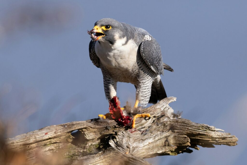 A Peregrine Falcon stands on a branch, eating its prey.