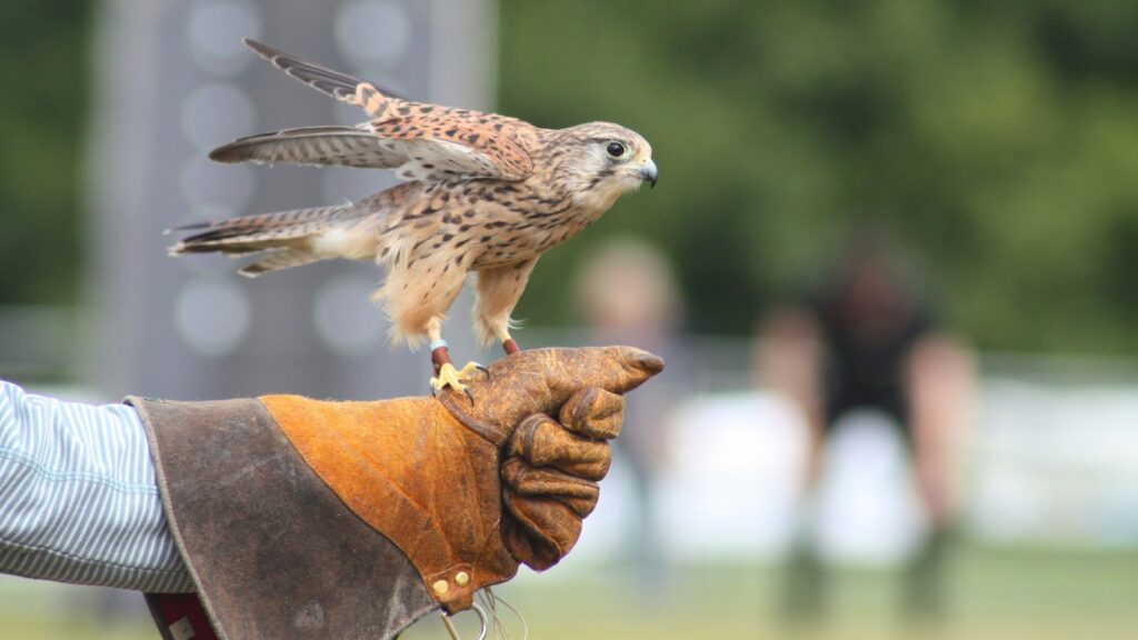 Kestrel perched on falconer’s gloved hand