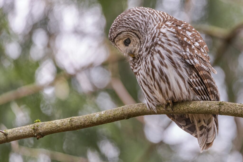 A Barred Owl perches on a branch, looking down, showing its barred plumage.